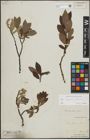 Foto von Salix lapponum L. x Salix silesiaca Willd.